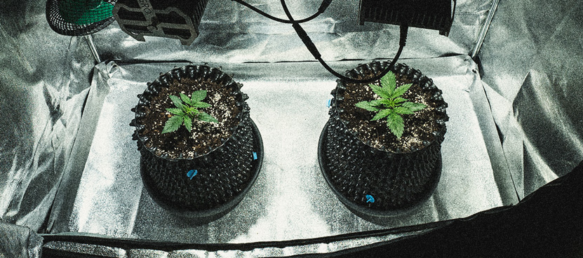 Kweekverslag Sweet Skunk Automatic Kweekverslag Sweet Skunk Automatic