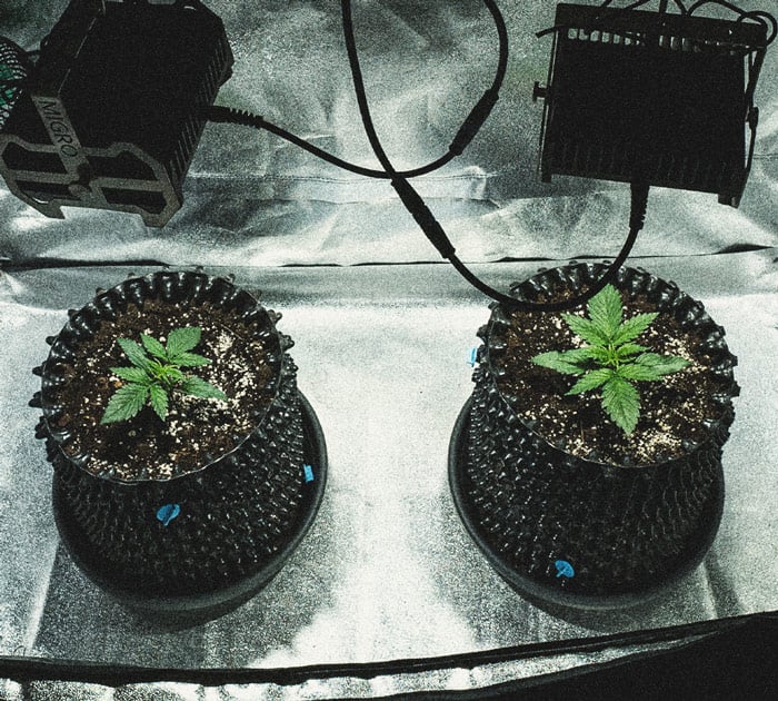 Kweekverslag Sweet Skunk Automatic Kweekverslag Sweet Skunk Automatic