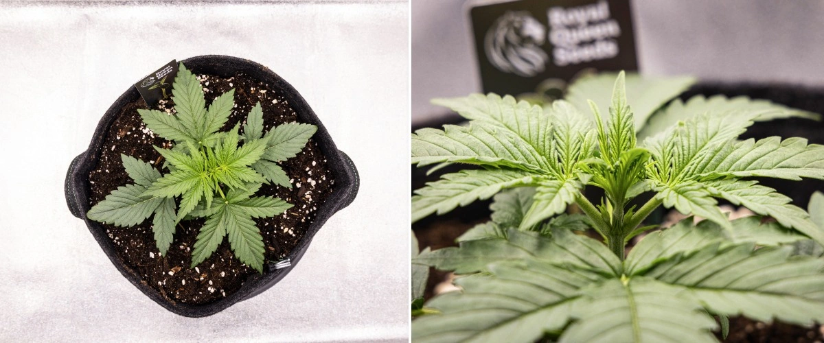 Gaia F1 cannabisplant in week 2 die in aarde groeit met gezonde vroege vegetatieve groei binnenshuis