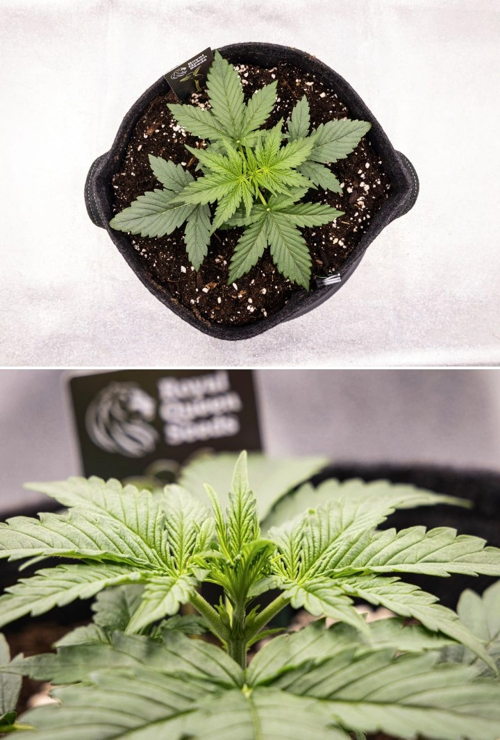 Gaia F1 cannabisplant in week 2 die in aarde groeit met gezonde vroege vegetatieve groei binnenshuis