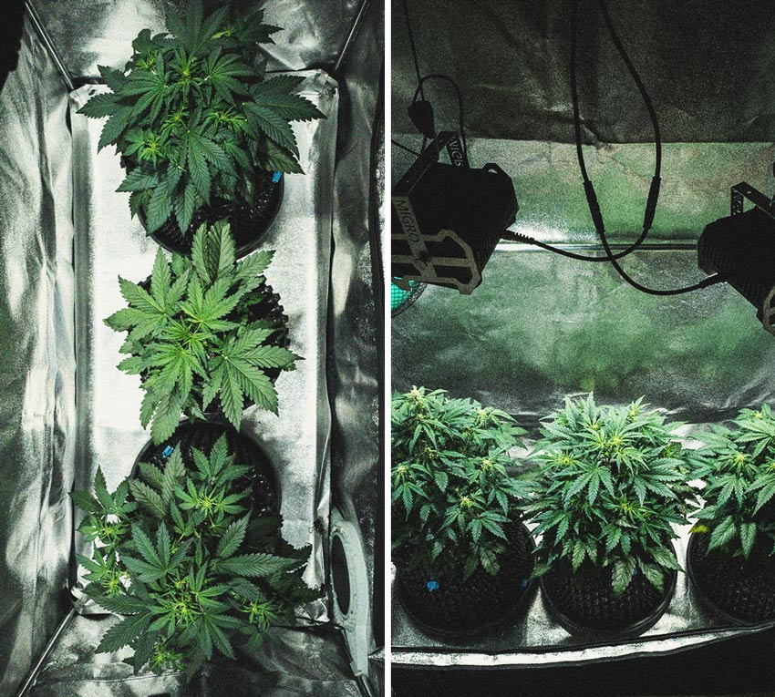 Kweekverslag Sweet Skunk Automatic Kweekverslag Sweet Skunk Automatic
