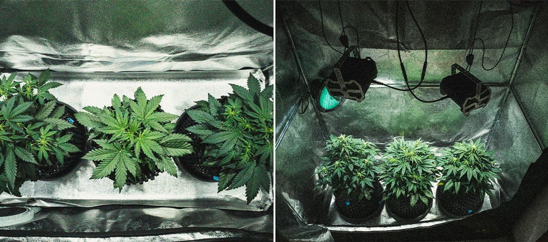 Kweekverslag Sweet Skunk Automatic Kweekverslag Sweet Skunk Automatic