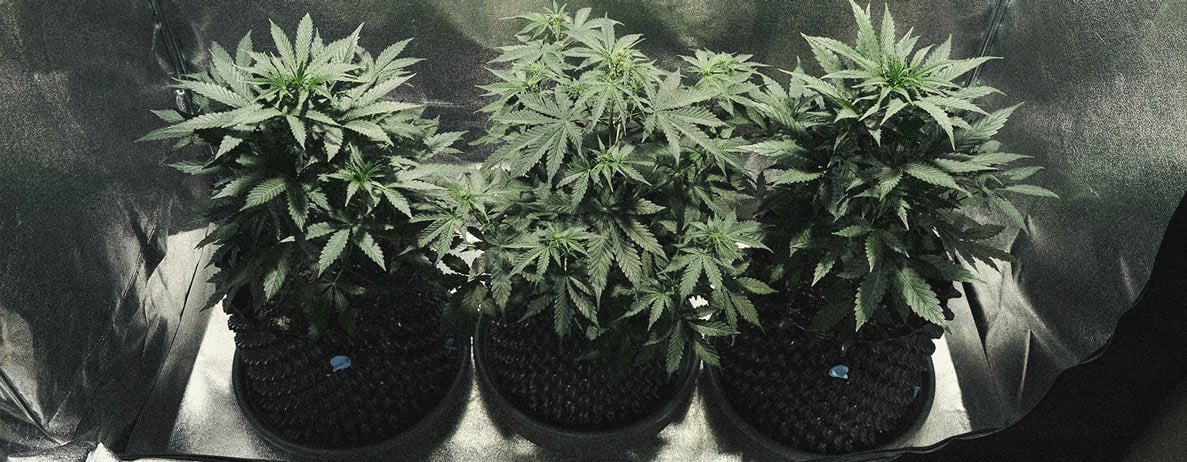 Hoe Kweek Je Autoflowers? Per Week Bekeken Hoe Kweek Je Autoflowers? Per Week Bekeken