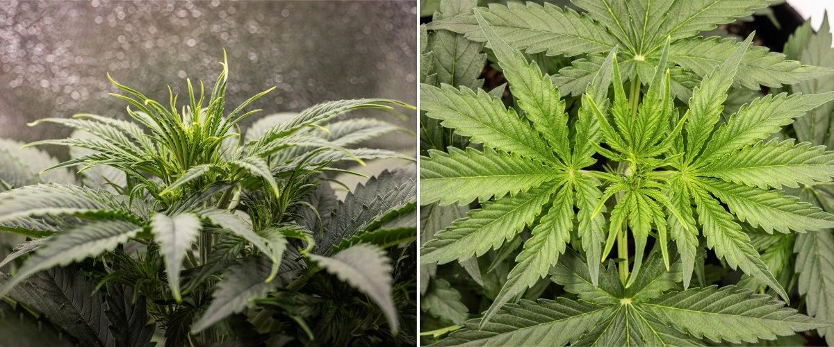 Gaia F1 cannabisplant in week 3 die in aarde groeit met gezonde vegetatieve groei binnenshuis