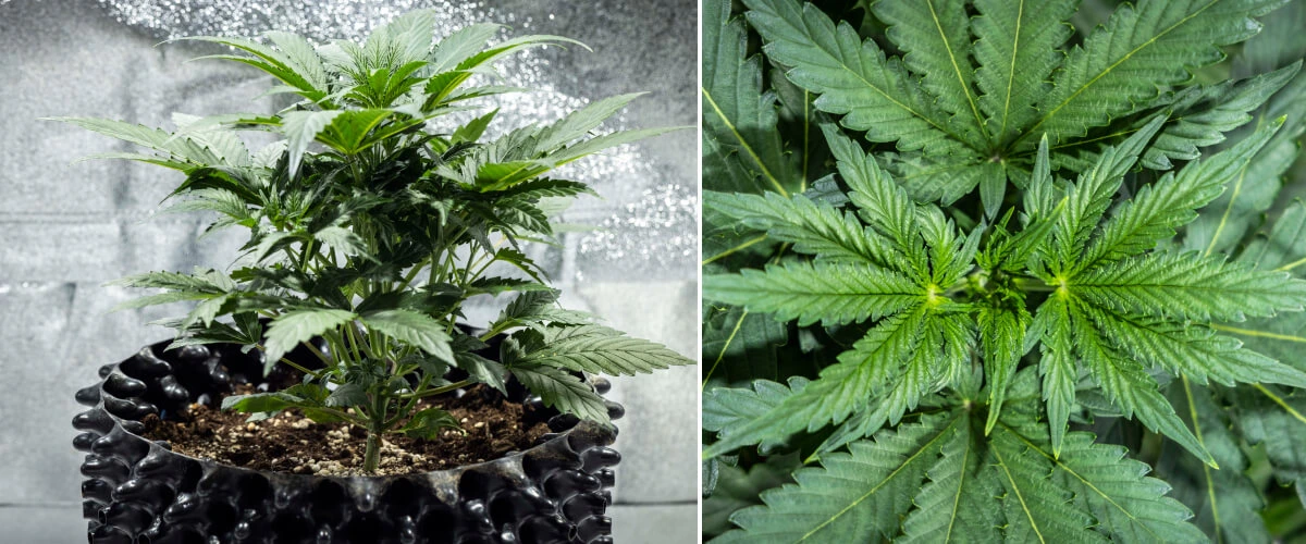 North Thunderfuck cannabisplant in week 3 van de vegetatieve groei met een krachtige structuur, brede waaierbladeren en gezonde vertakking in aarde onder ledlicht