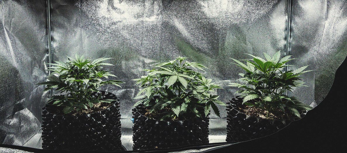 Cookies Gelato Automatic Grow Report Cookies Gelato Automatic Grow Report