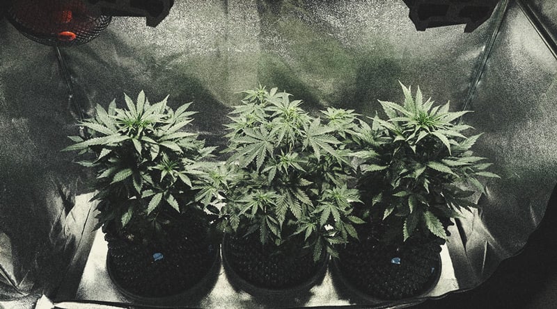 Hoe Kweek Je Autoflowers? Per Week Bekeken Hoe Kweek Je Autoflowers? Per Week Bekeken