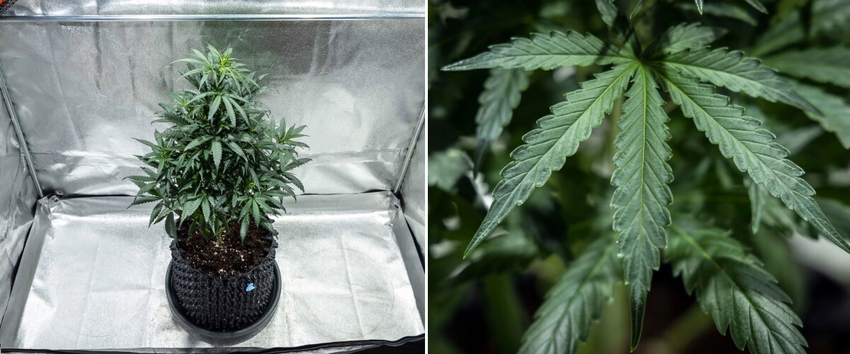 North Thunderfuck cannabisplant in week 4 van de vegetatieve groei met een vollere bladerkroon, sterke vertakking en gezonde waaierbladeren die zich ontwikkelen in aarde onder ledlicht