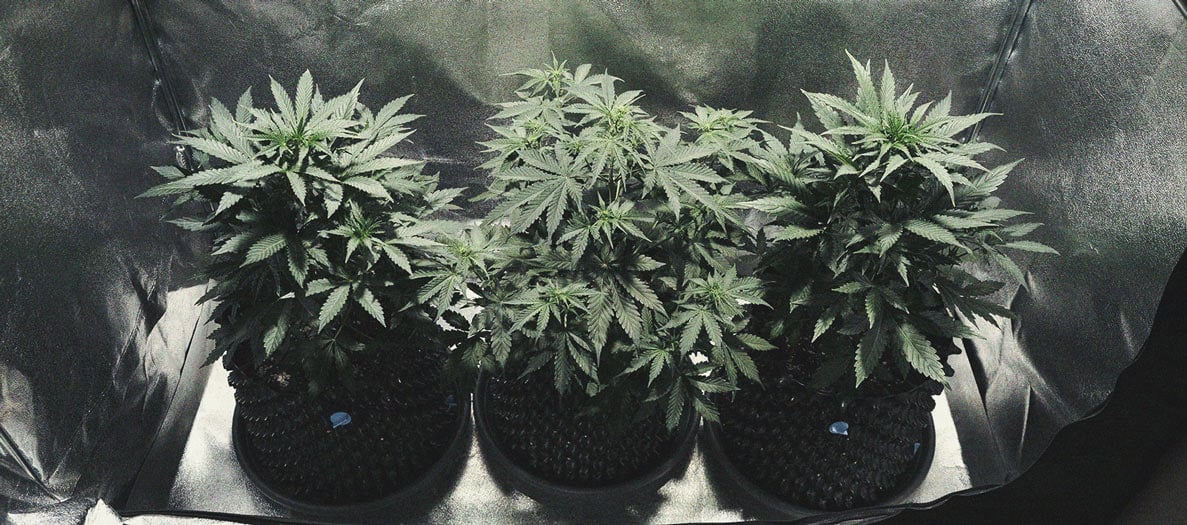 Cookies Gelato Automatic Grow Report Cookies Gelato Automatic Grow Report