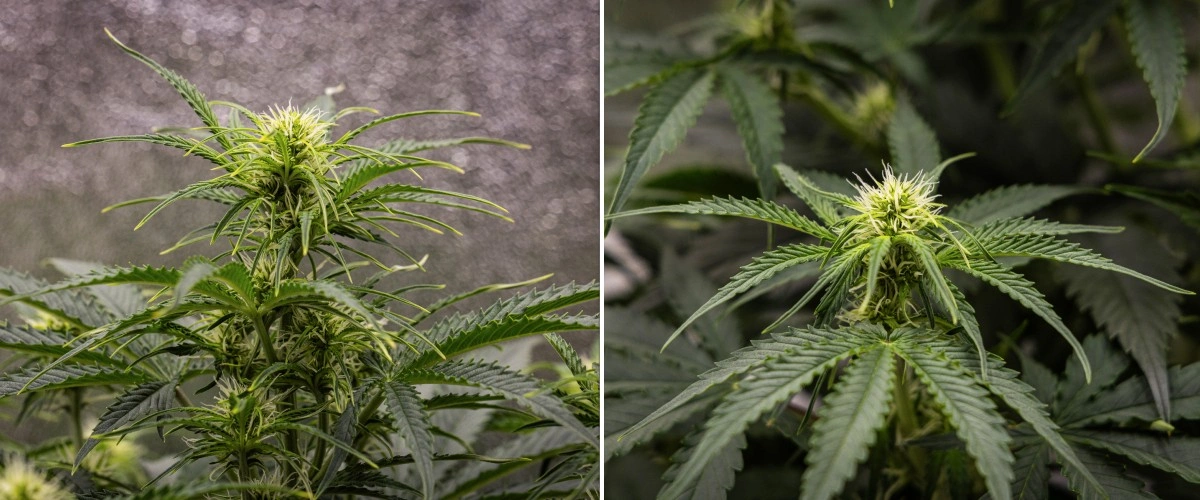 Gaia F1 cannabisplant in week 5 die in aarde groeit met gezonde bloeigroei binnenshuis