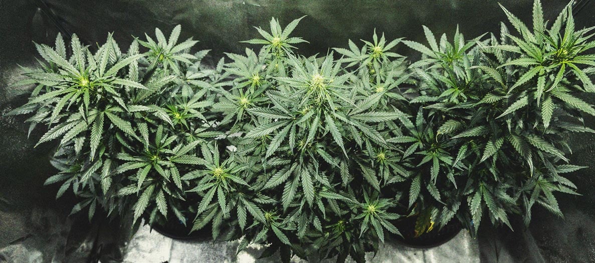 Cookies Gelato Automatic Grow Report Cookies Gelato Automatic Grow Report