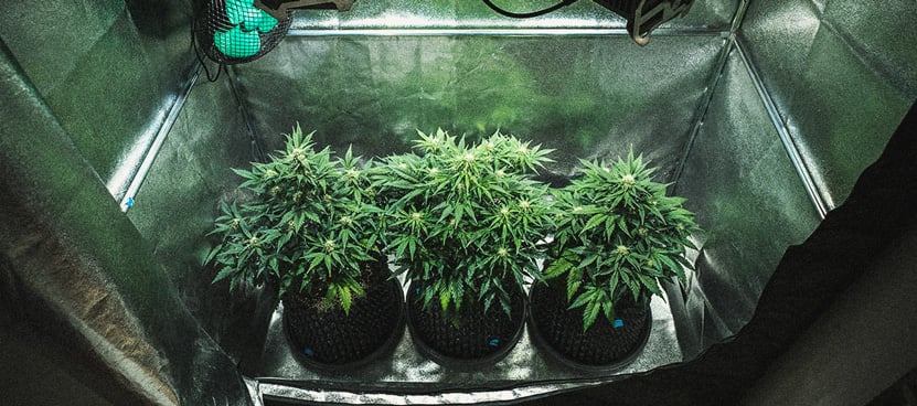Kweekverslag Sweet Skunk Automatic Kweekverslag Sweet Skunk Automatic