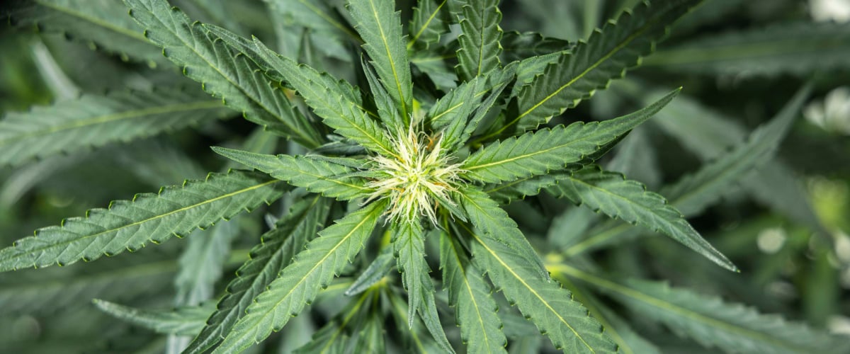 North Thunderfuck cannabisplant in week 5 van de vroege bloeifase met verse witte stampers op de budsites en gezonde waaierbladeren onder LED-licht