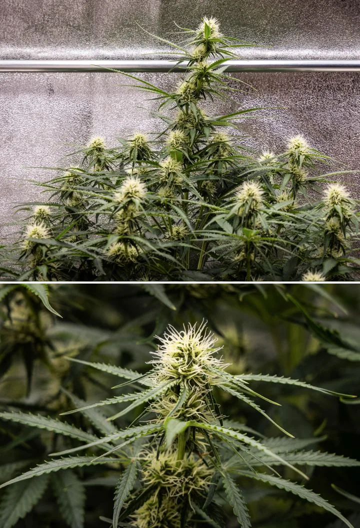 Gaia F1 cannabisplant in week 6 die in aarde groeit met gezonde groei in de middenbloei binnenshuis