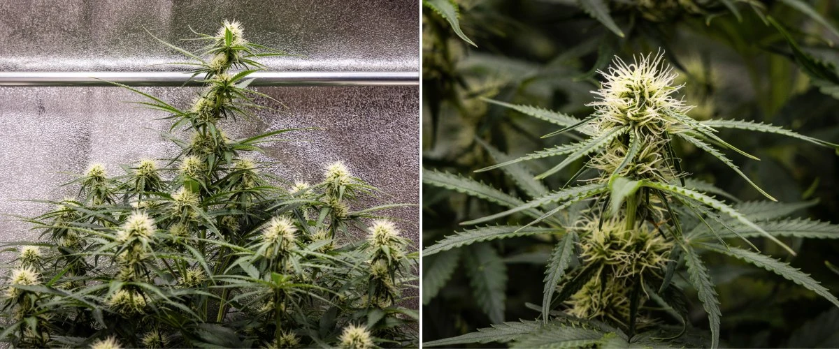 Gaia F1 cannabisplant in week 6 die in aarde groeit met gezonde groei in de middenbloei binnenshuis