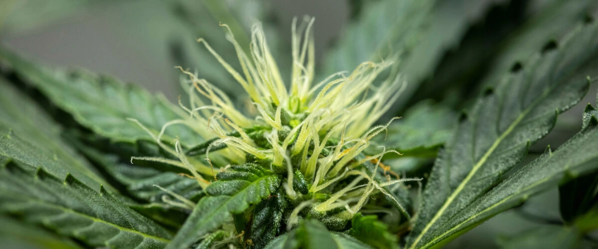 North Thunderfuck cannabisplant in week 6 van de bloei met zich ontwikkelende toppen, veel witte stampers en gezonde suikerblaadjes onder ledlicht