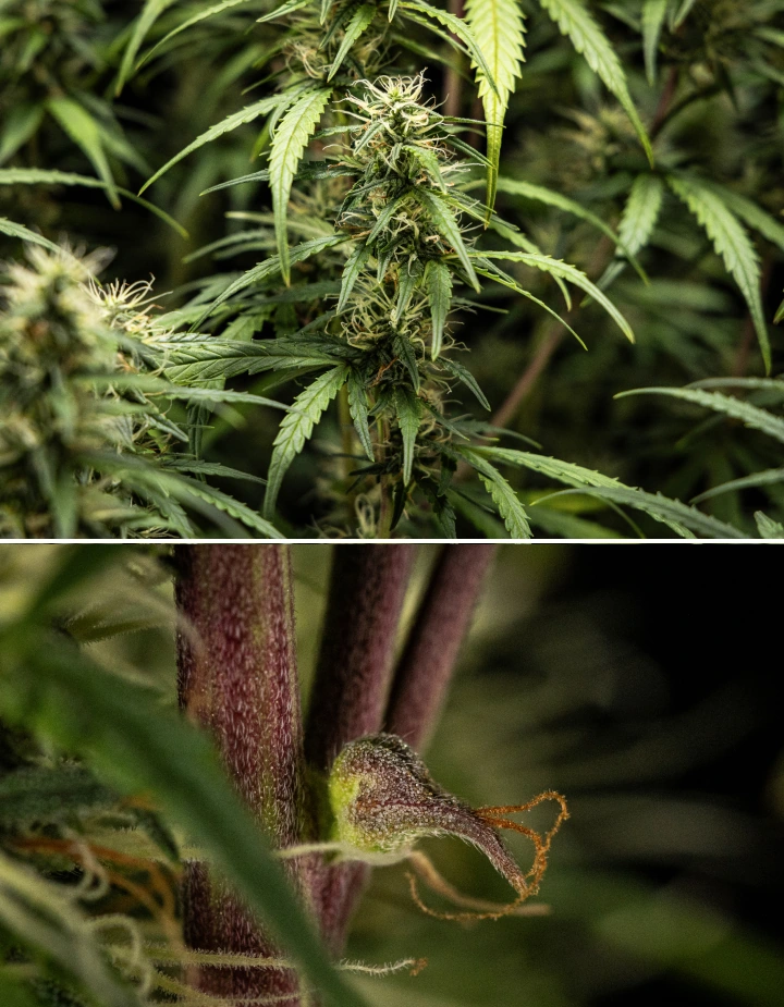 GOAT'lato Auto cannabisplant in week 7 van de middenbloei met zwellende colas, verhoogde harsproductie en dichte toppen onder LED-licht
