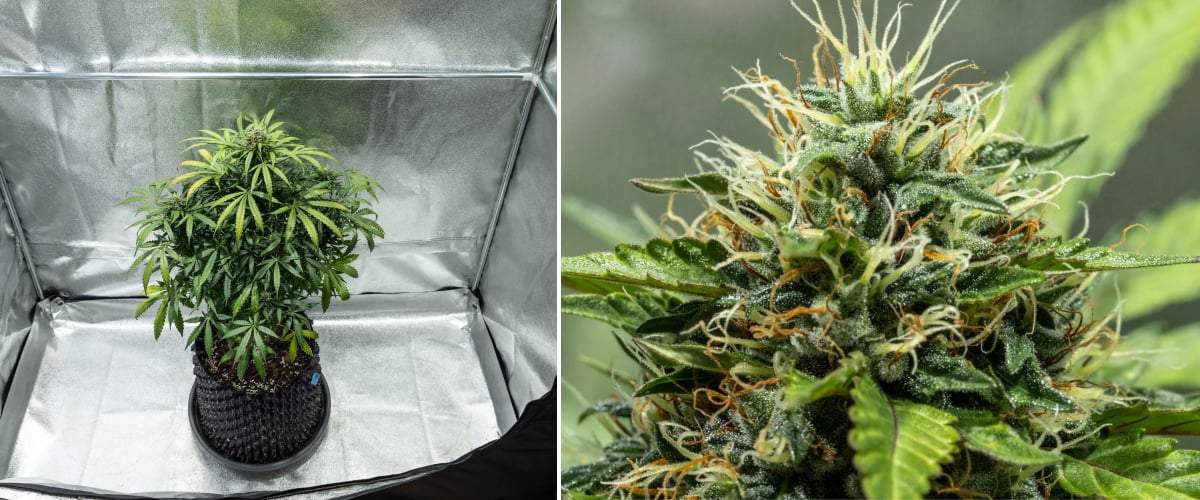 North Thunderfuck cannabisplant tijdens weken 7–8 van de bloei met uitzettende toppen, dichte clusters van stampers en toenemende harsproductie onder LED-licht