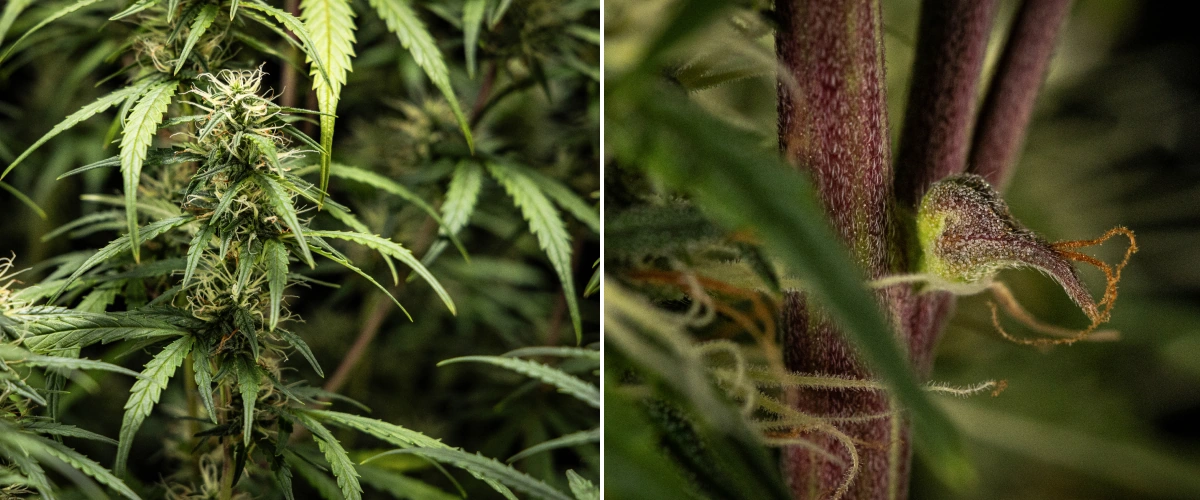 GOAT'lato Auto cannabisplant in week 7 van de middenbloei met zwellende colas, verhoogde harsproductie en dichte toppen onder LED-licht