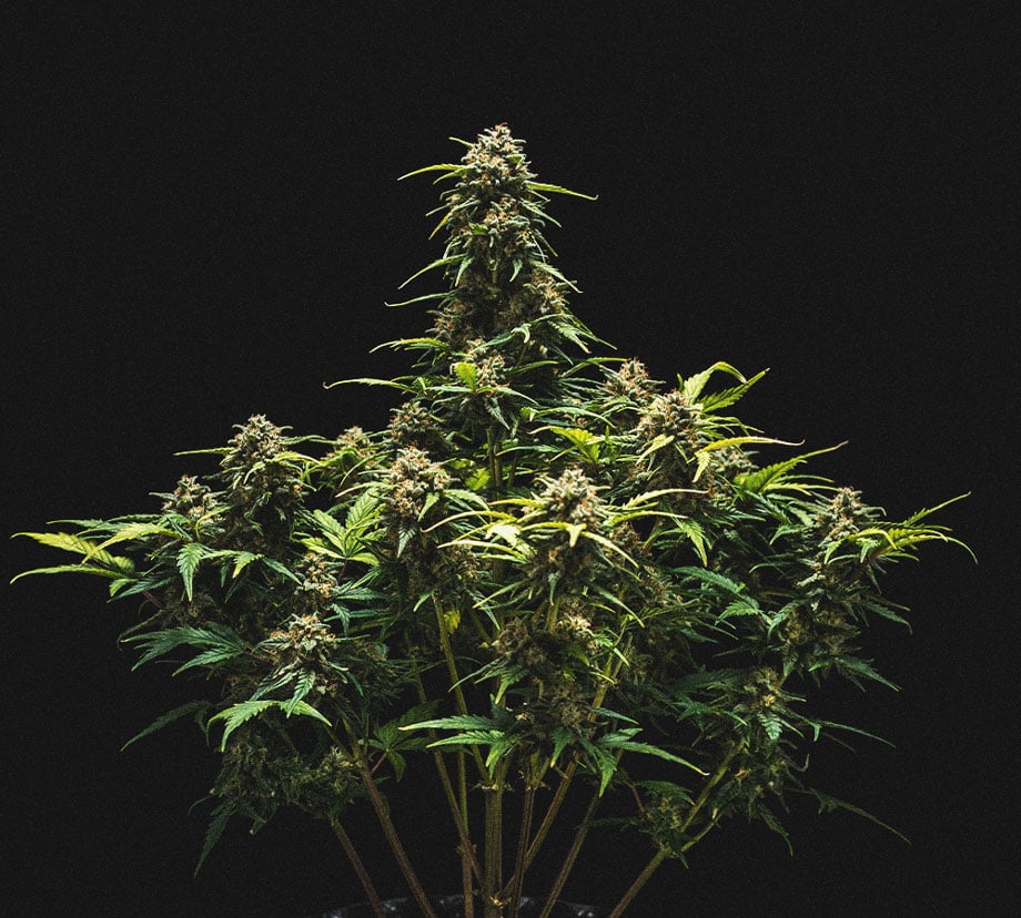 Kweekverslag Sweet Skunk Automatic Kweekverslag Sweet Skunk Automatic
