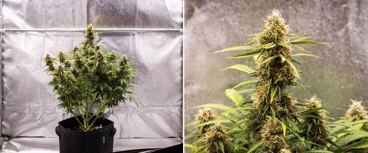 Gaia F1 cannabisplant in week 8 die in aarde groeit met gezonde rijpende toppen binnenshuis