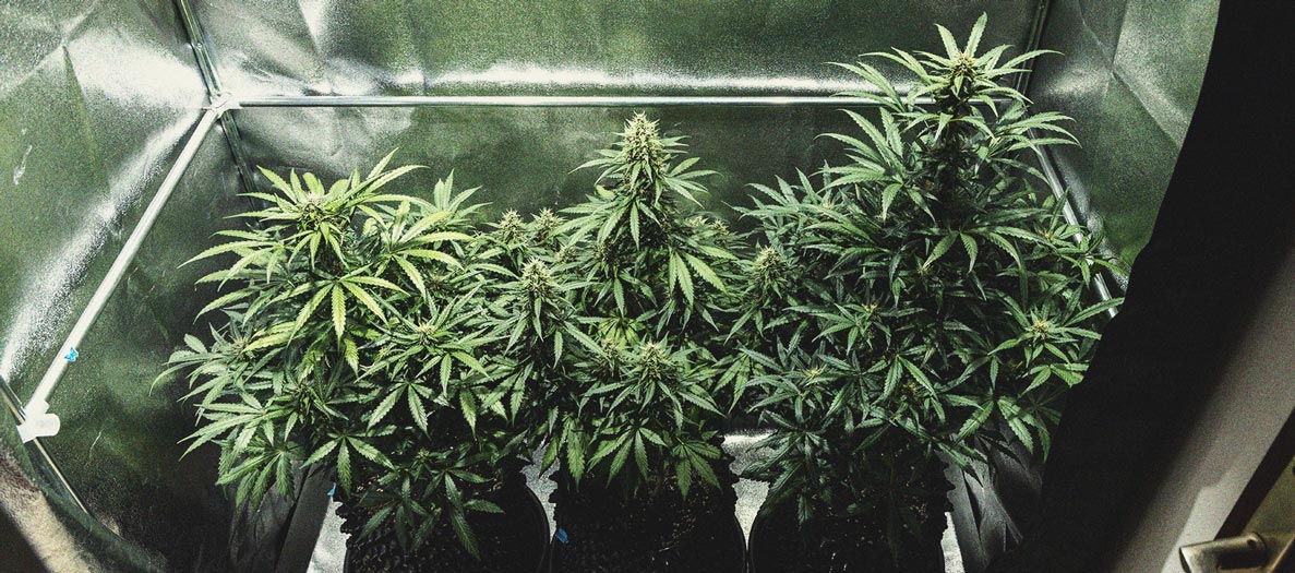 Cookies Gelato Automatic Grow Report Cookies Gelato Automatic Grow Report