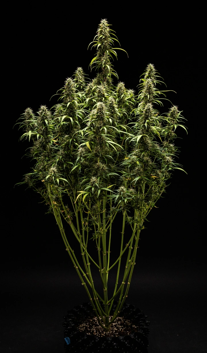 GOAT'lato Auto cannabisplant in week 9 met overwegend melkachtige en enkele amberkleurige trichomen, stevige toppen en maximale geur vlak voor de oogst