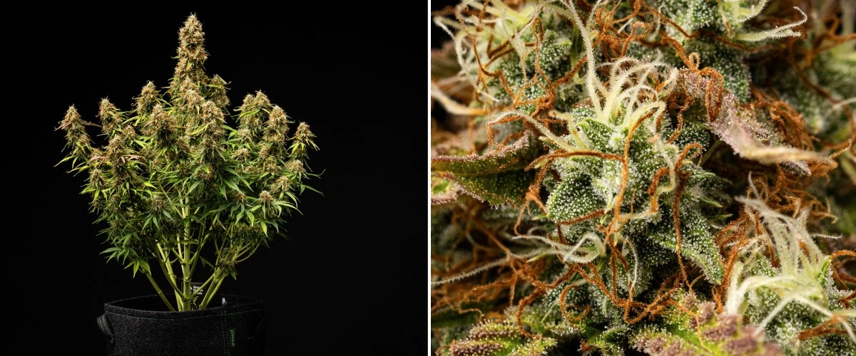 Gaia F1 cannabisplant in week 9-10 die in aarde groeit met rijpe toppen die binnenshuis klaar zijn voor de oogst