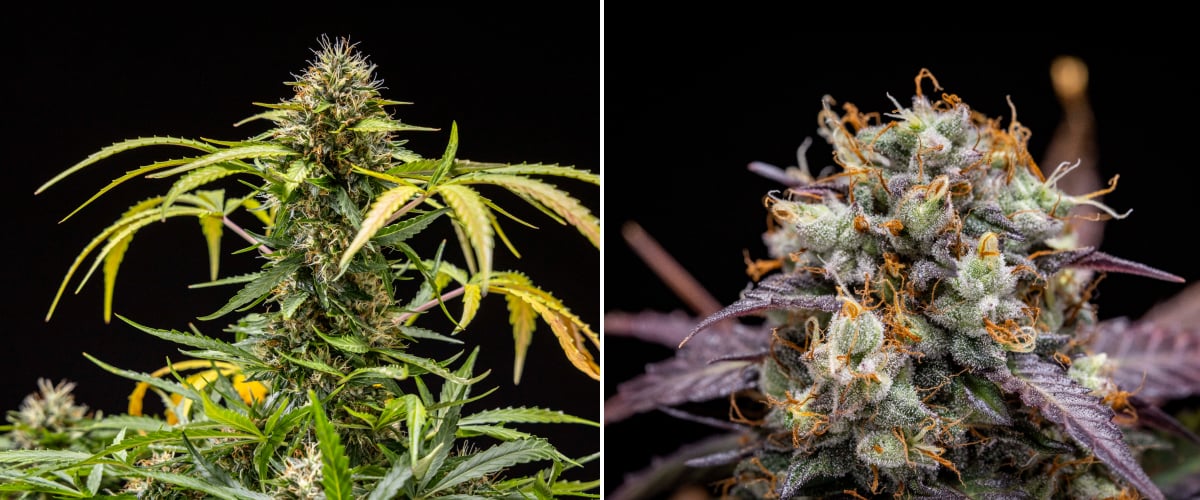 North Thunderfuck cannabisplant tijdens weken 9–10 van de bloei met volledig ontwikkelde toppen, donker wordende stampers, zware harsproductie en tekenen van oogstrijpheid onder LED-licht