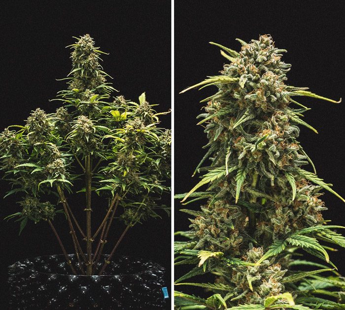 Kweekverslag Sweet Skunk Automatic Kweekverslag Sweet Skunk Automatic