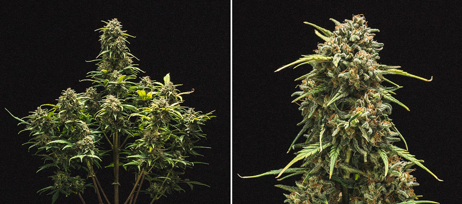 Kweekverslag Sweet Skunk Automatic Kweekverslag Sweet Skunk Automatic