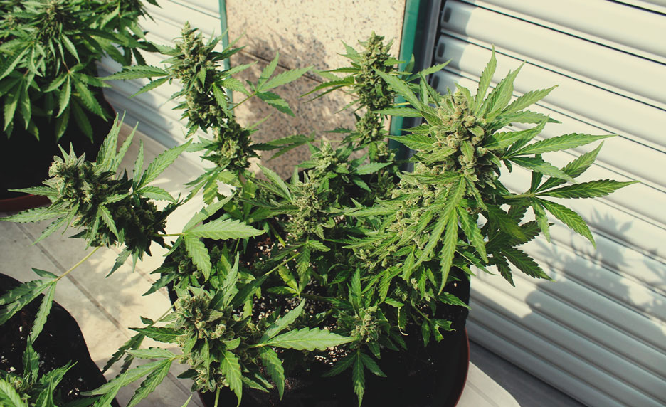 White Widow Auto White Widow Auto
