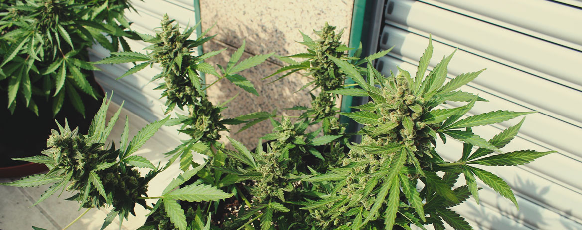 White Widow Auto White Widow Auto