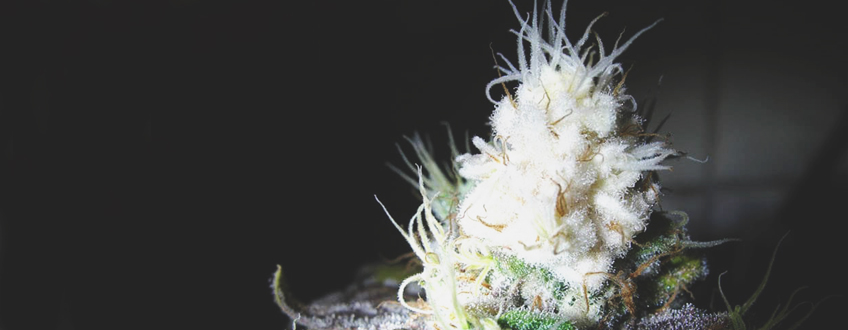 Bleached Buds Bleached Buds