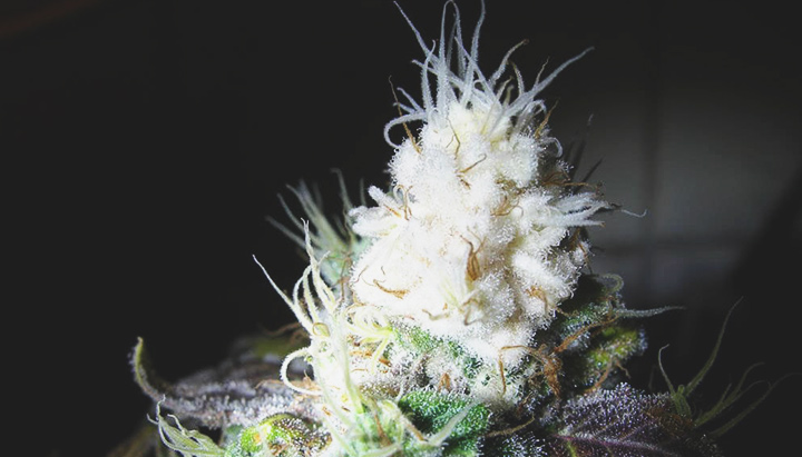 Bleached Buds Bleached Buds