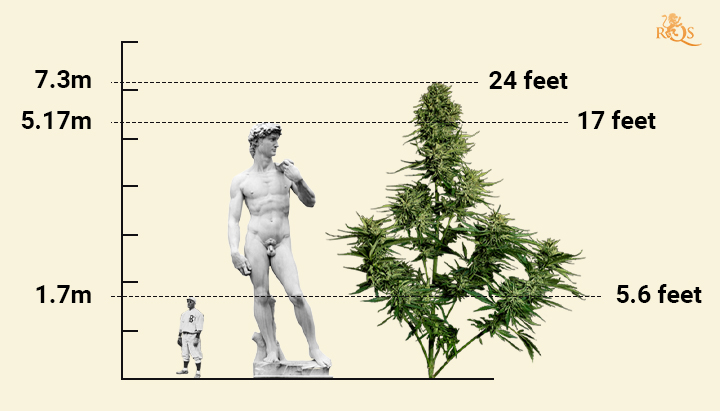Cannabis World Record Tallest Cannabis Plant