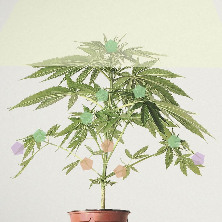 Wat is de opbrengst van wietplanten? Wat is de opbrengst van wietplanten?