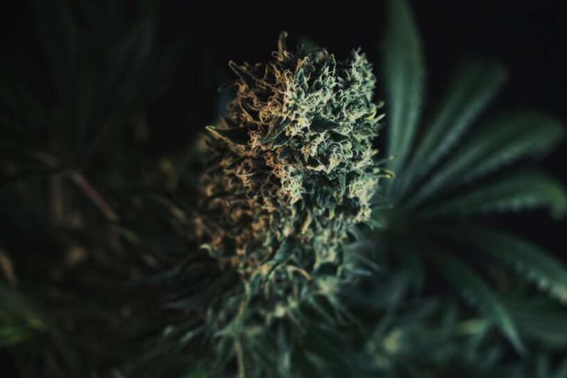 Tips Voor Het Optimaliseren Van Terpenen In Je Cannabisplanten