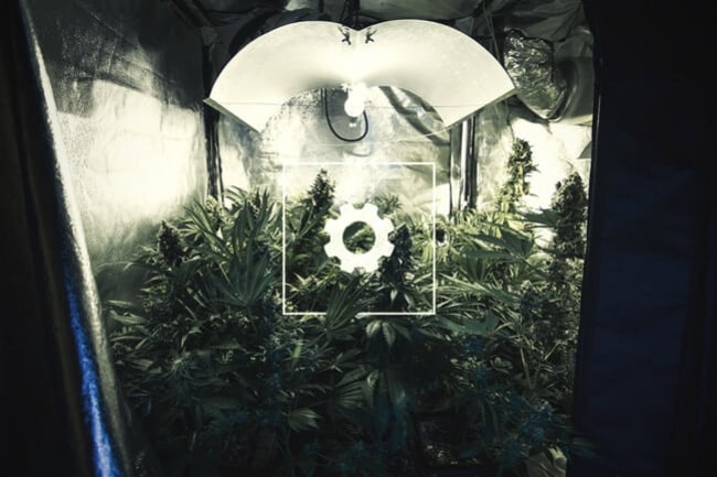 Hoe automatiseer je je wietkweek?