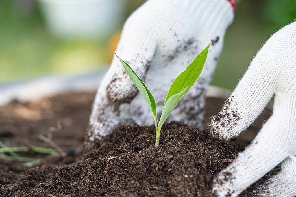 Geweldige wiet met gerecyclede biologische levende grond (ROLS)