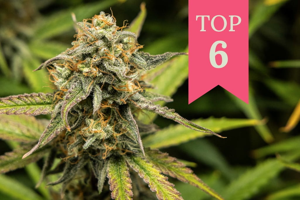 Dit Zijn De 6 Beste Cannabis Strains Tegen Verveling