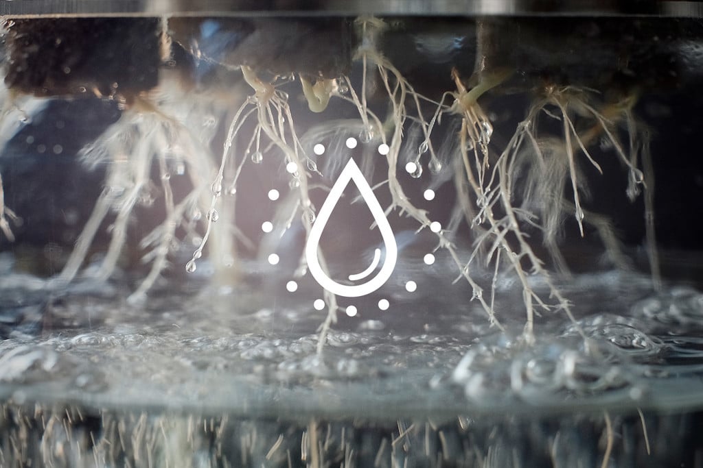 Hoe reinig en hergebruik je het water van je hydrocultuur systeem?