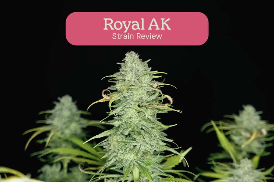Royal AK strain review
