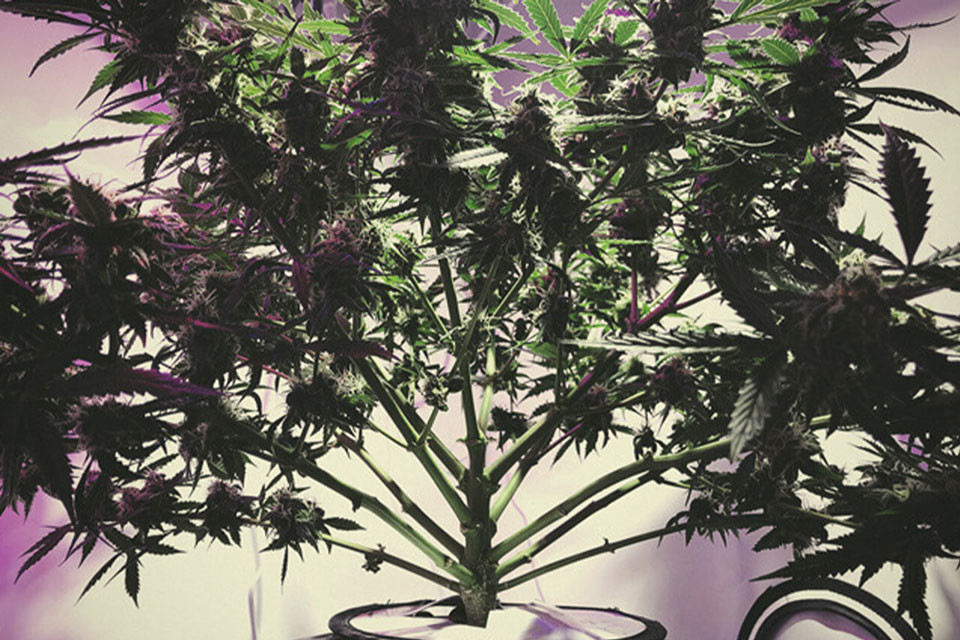 Alles wat je moet weten over hydroponic wick systemen