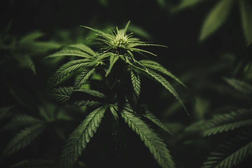 Wanneer zou je je cannabisteelt over moeten schakelen van groei naar bloei? 