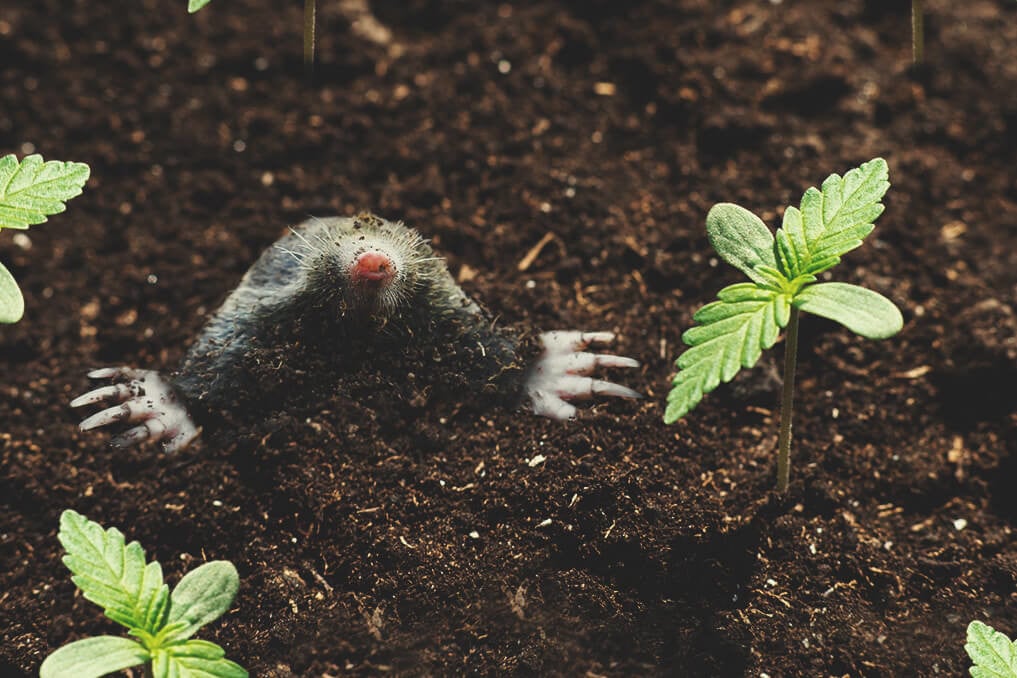 Grondeekhoorns, mollen en het buiten kweken van cannabis