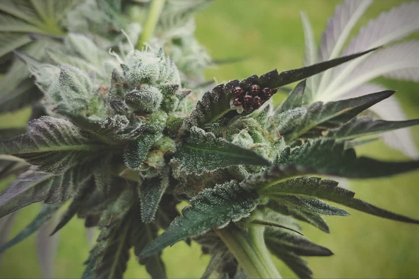 Bruingemarmerde stinkwantsen op cannabis opsporen, uitroeien en voorkomen