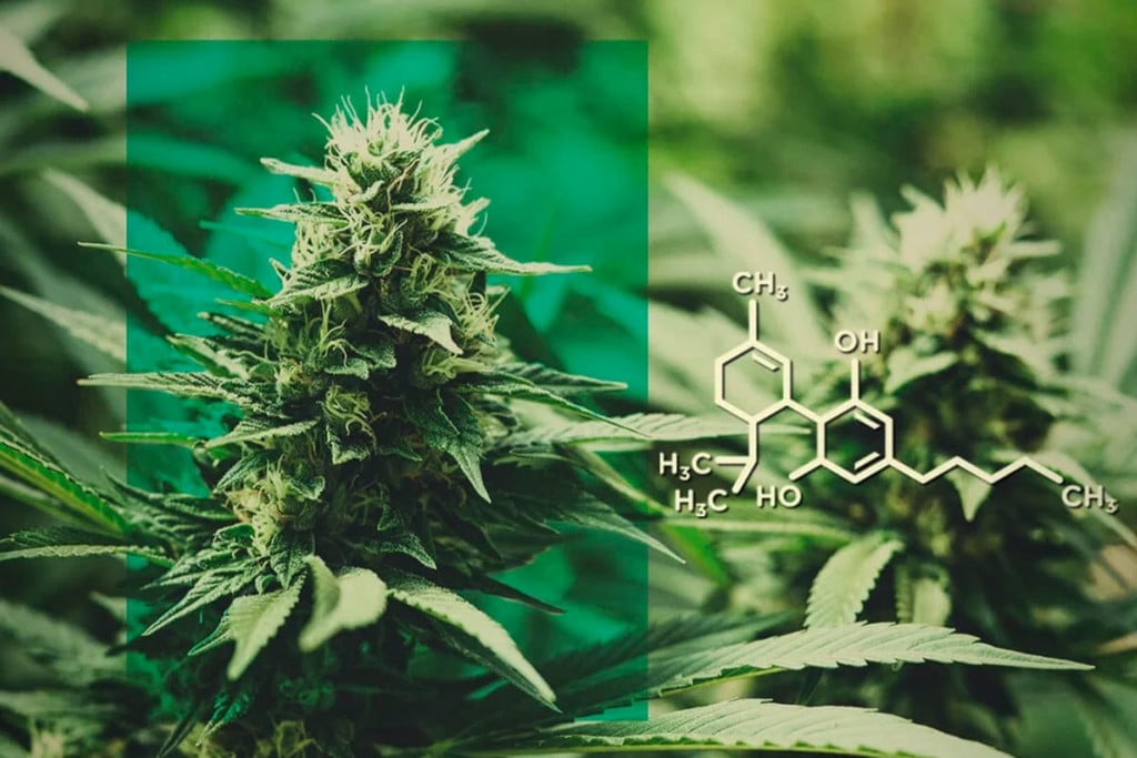 CBD-wiet: CBD Gebruiken Zonder THC