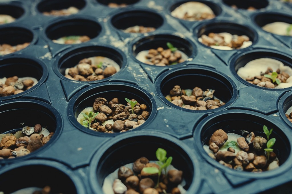 Is het mogelijk biologische cannabis te telen in een hydrocultuur?