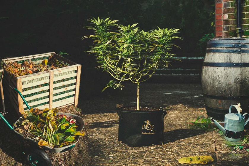 Duurzaam cannabis kweken